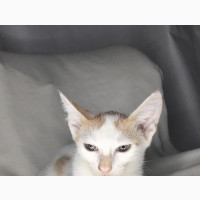 6-12 months Male Mixed Breed Turkish Van