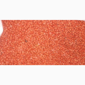 Red Lentils - High in B-Vitamins! (1kg)