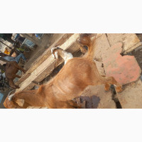 Goat Meat - Fresh and Healthy