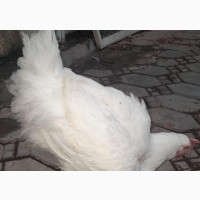 Fresh Dressed Organic Broiler Chicken