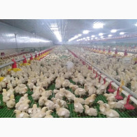 Neat Floor Rearing Crate for Broilers Farming - 7.2sq Ft