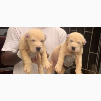 1-3 months Female Purebred Alabai