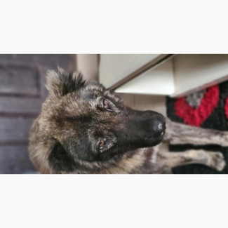 Male Purebred Caucasian Shepherd for Sale