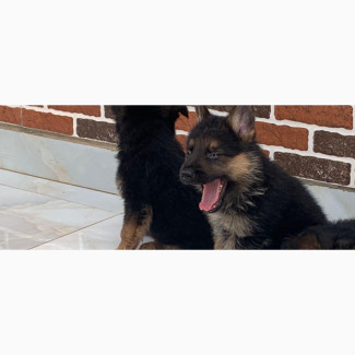 German Shepherd Puppies Available for Sale