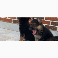 German Shepherd Puppies Available for Sale