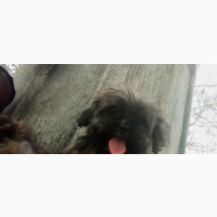 Male Lhasa Apso Puppy 1-3 Months Old
