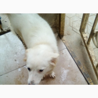 German Shepherd Female Puppy 6-12 Months Old