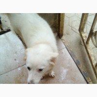 German Shepherd Female Puppy 6-12 Months Old