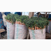 100kg Bag of Jos Fresh Carrot