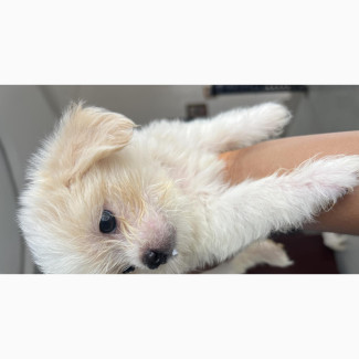 Female Purebred Lhasa Apso Puppy - 1-3 Months Old