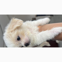 Female Purebred Lhasa Apso Puppy - 1-3 Months Old