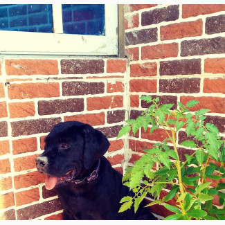 3-6 months Male Purebred Cane Corso