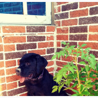 3-6 months Male Purebred Cane Corso