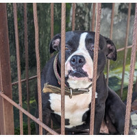 Female Purebred American Bully - 1+ year old