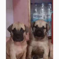 Female Purebred Boerboel Puppy for Sale in Lagos