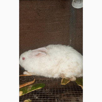 Health and Active Hyla Doe for New Home