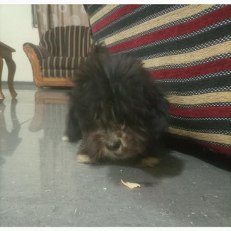 1-3 months Male Purebred Affenpinscher