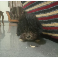 1-3 months Male Purebred Affenpinscher