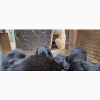 0-1 month Female Purebred German Shepherd