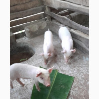 Landrace Weaner Piglet