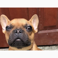 3-6 months Male Purebred French Bulldog