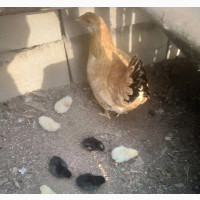 Local Chicken#039;s and Noiler Chicken for Sales