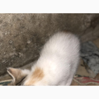 Female Mixed Breed American Shorthair Kittens Available for Adoption