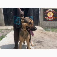 1+ year Male Purebred German Shepherd