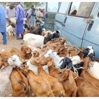 Hausa Goat for Sale - Healthy, Strong and Fertile