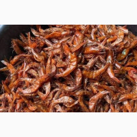 Our Sweet Conotonu Prawns Is Second to None