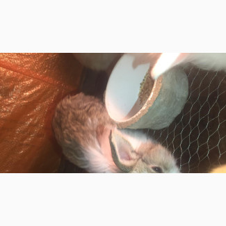 Angora Bunnies for Sale