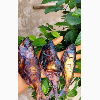 Bonga Fish - Delicious and Nutritious