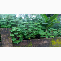 Residential Land Off Abak Road - 435 Square Metres