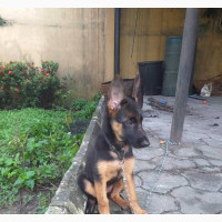 Female Purebred German Shepherd - Top Quality Working Line Pups