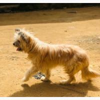 6-12 months Female Mixed Breed Lhasa Apso