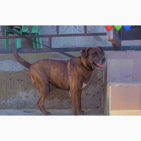 1+ Year Male Boerboel Mix Available for Breeding