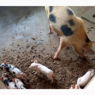 Invest/Buy/Learn Pig Business at Otakho Farms Near IFO/ILARO
