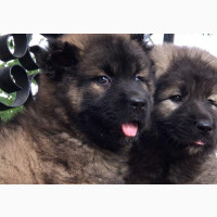 Female Purebred Caucasian Shepherd - 1-3 Months Old