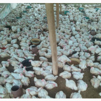 Broilers for Sale - Best Quality