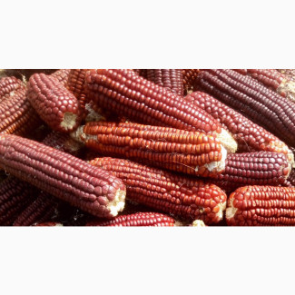 Highly Nutritious Red Maize Available