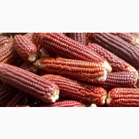 Highly Nutritious Red Maize Available