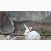 Hyla Rabbit for Sale