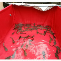 Tarpaulin Fish Pond