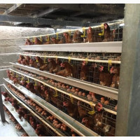 4tiers Battery Cage - Payment on Delivery Available