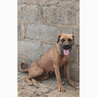 Female Purebred Boerboel for Sale