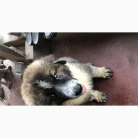 0-1 month Male Purebred Caucasian Shepherd
