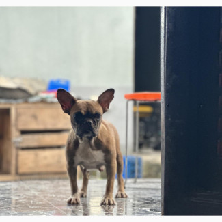 1+ year Female Purebred French Bulldog