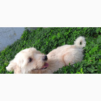 1+ year Female Purebred Lhasa Apso