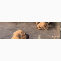 Female Boerboel Puppy for Sale