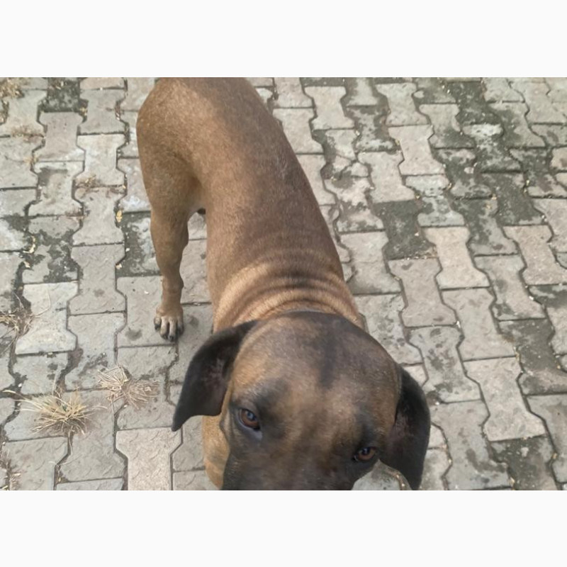 Фото 1/1. Boerboel - 1+ year Male Purebred Available